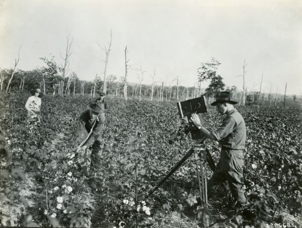 A cameraman films a man stooping to pick cotton while other people are looking on from the background.