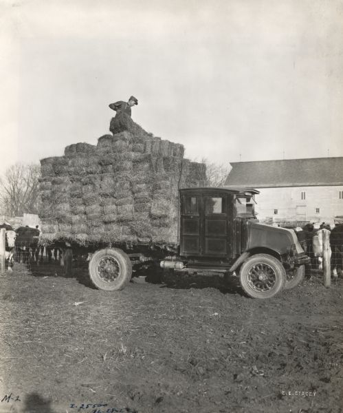 A man stands on top of the hay-filled bed of an International Model G or 61 truck and tosses bundles of hay to the ground on the Peitzman Plain View Stock Farm.