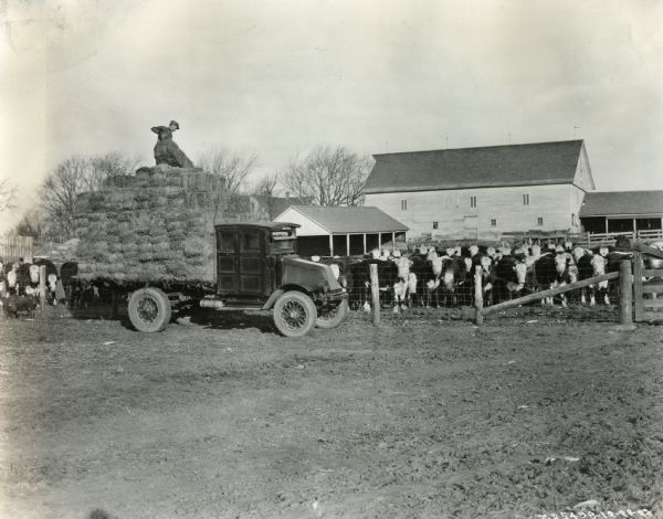 A man stands on top of the hay-filled bed of an International Model G or 61 truck and tosses bundles of hay to the ground on the Peitzman Plain View Stock Farm.