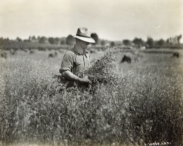 A man, possibly Hoyt Hardine, stands in the middle of a grain field holding a bundle of grain.
