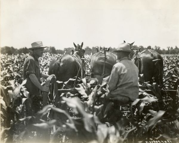 A man riding on a horse-drawn cultivator while another is walking beside it in a cornfield on the farm of Hoyt Hardine(sp?).