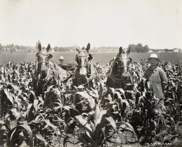 Three horses pulling a cultivator through a field of corn on the farm of Hoyt Hardine(sp?) while one man is standing beside them and another man is standing behind.