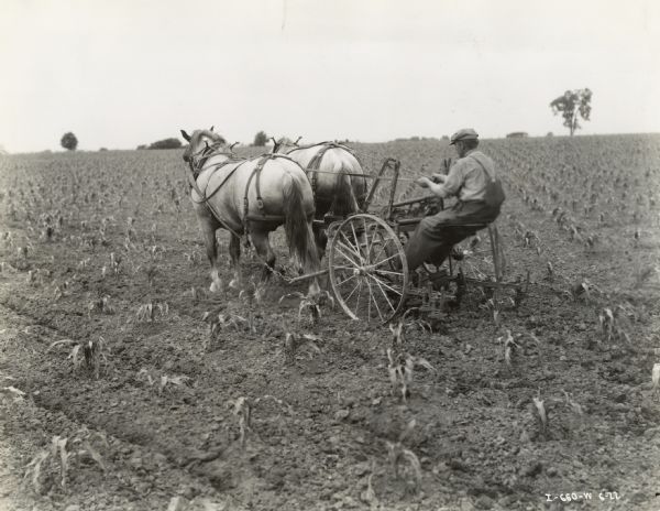 A man uses two horses to pull a New No. 4 riding cultivator through a field on R.C. Burke's farm.