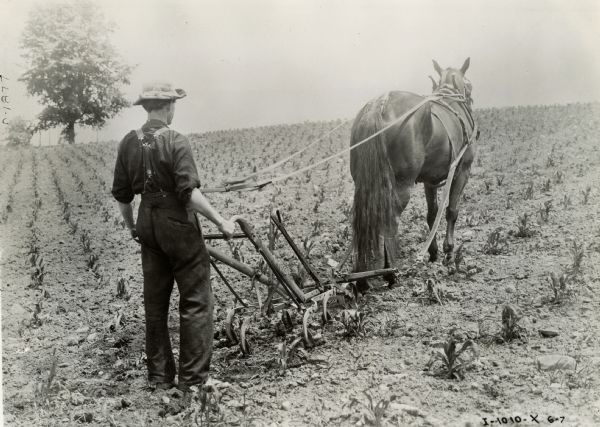 A farmer uses a horse to pull a walking cultivator through a field.