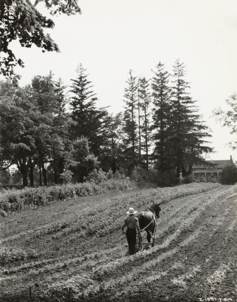 A man using a one-horse corn cultivator in a field near Hamilton, in Ontario, Canada.