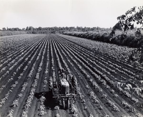 Elevated view of Harry M. Cosway, tractor operator for Porter & Bonney, driving a tractor through a crop of potatoes.