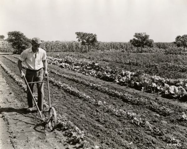 A man uses a walking cultivator(?) to complete garden work.
