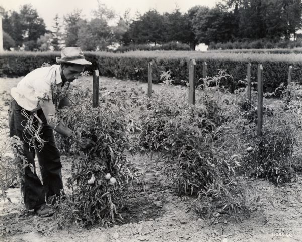 A gardener works in a vegetable garden.