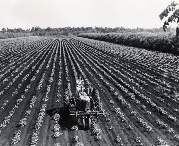 Elevated view of Phillippa Monachino, a participant in "Tractorette" class, driving a tractor through a field of potatoes.