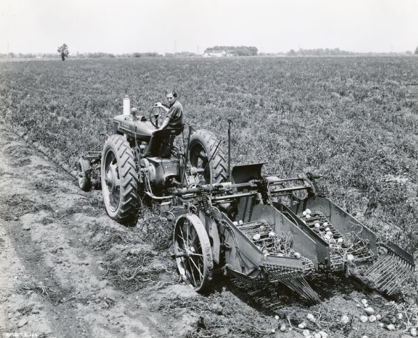 Elevated view of Gladys Skipka using a Farmall tractor and a potato digger to work on a 71-acre potato farm. The original caption reads: "Gladys Skipka of Hicksville, New York, became a tractor operator six years ago when she was sixteen to take the place of her father who had died. Miss Skipka and her mother operate a 71-acre potato farm." Hicksville is in Oyster Bay Township, Nassau County N.Y.
