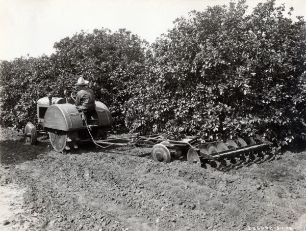 John Niles operating a McCormick-Deering 10-20 orchard tractor with a disk harrow attachment in a grapefruit orchard.