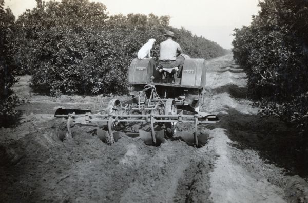 A dog sits on a 10-20 tractor beside Paul M. Dazier as he makes irrigation laterals with an orchard cultivator outfitted with an irrigation attachment.