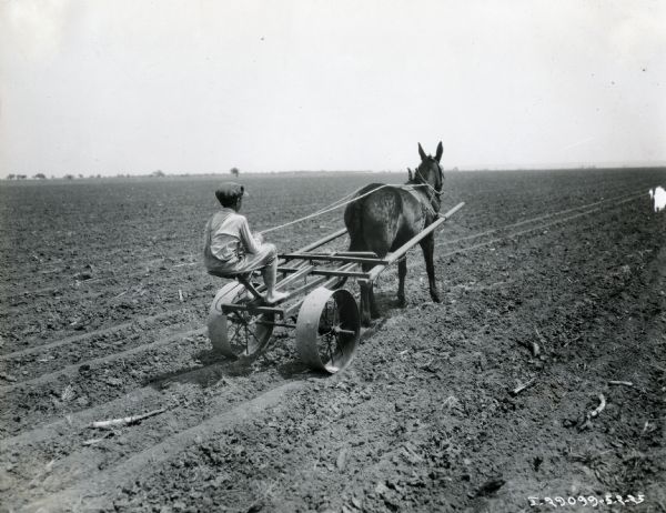 A bare-footed boy sitting on the seat of an experiment farm implement holds the reins of a mule pulling him through a field.