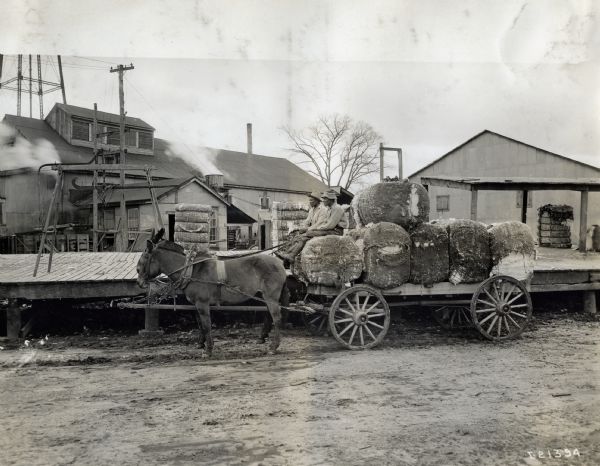 Men lead two mules in hauling a wagon full of cotton bales near what appears to be a weighing station on a wooden platform.
