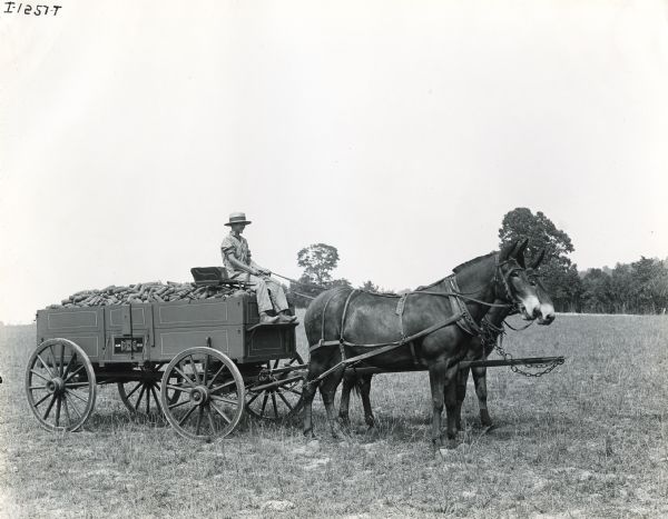 A young boy leading two mules in pulling a Weber wagon full of corn.