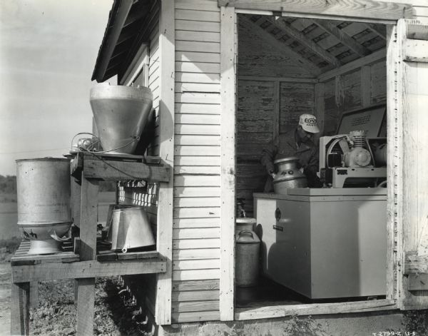 A man places a milk can into a cooler housed in a shed. More milk cans and pails are stored on a wooden shelf outside the shed.