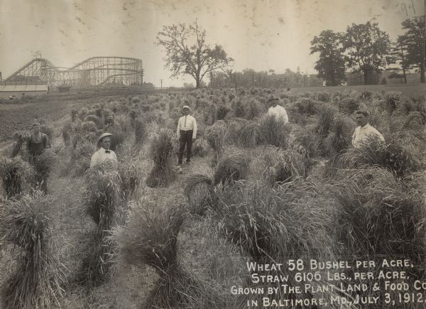 Five men standing in a field with harvested wheat and straw. There is a rollercoaster in the background on the left.