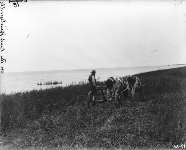 A farmer is standing next to a mower pulled by two oxen in a field next to a lake.