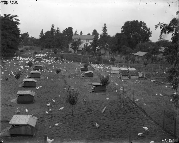 View of farmyard with a flock of chickens and several chicken coops in foreground. A farmhouse is in the background.