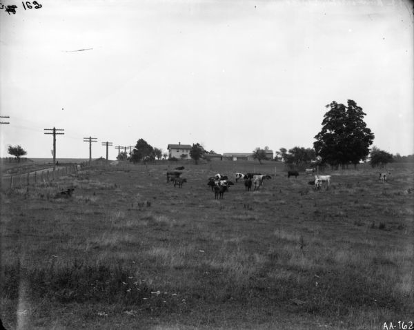 Landscape of a model farm (?) with cattle grazing in a field in the foreground. In the late 19th and early 20th centuries, model farms were experimental farms used to investigate different agricultural methods. There are several farm buildings in the background, and utility poles (telephone or electric?) are lining the road which borders the field on one side.