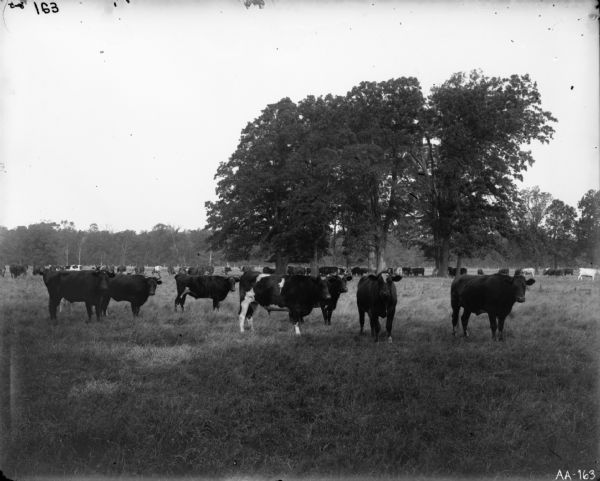 Cattle grazing in field. This may represent a model farm, an experimental farm of the late 19th and early 20th centuries.