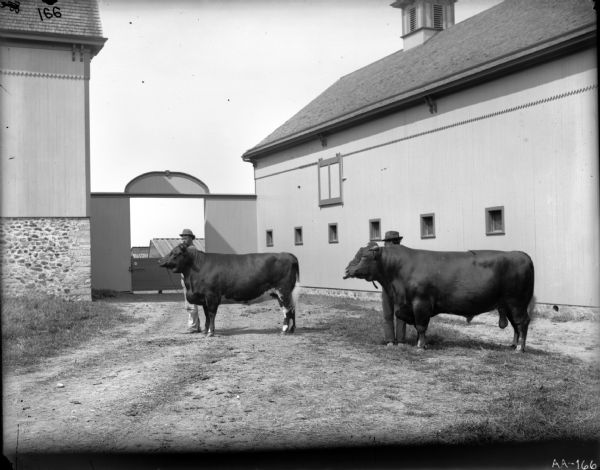 Two men are standing and posing with prize cattle in between two farm buildings. This farmstead may be a model farm, an experimental farm of the late 19th and early 20th centuries.