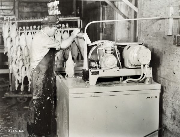A man is holding a cleaned duck over the opening of a McCormick-Deering cooler at the Chain O' Lakes Duck Farm. His hat and apron are covered in feathers. Other ducks are hanging from a rack in the background.