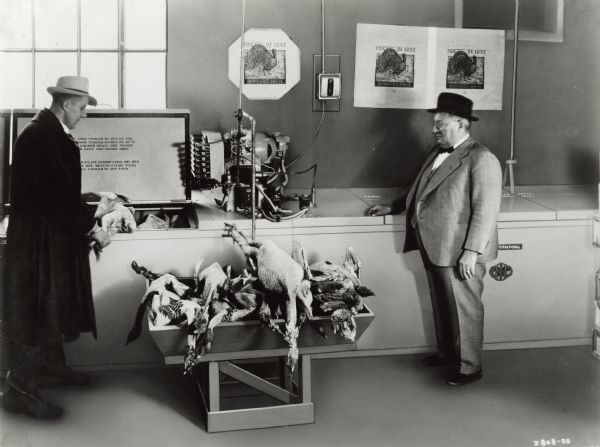 Two men looking at a pile of poultry in a bin at Peter Fox Son's Produce Company. The man on the left is holding a turkey near a McCormick-Deering cooler. The man at right is Anthony Fox. Company posters of turkeys are on the wall.