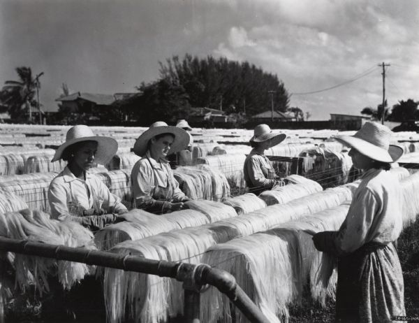 Women wearing straw hats spread sisal fibers out to dry on an International Harvester sisal plantation in Cuba. Original caption reads: "Native women are shown spreading the Sisal fiber to dry. Many days of sunshine annually makes Cuba an ideal location for the growing and processing of Sisal fiber for the making of twine."