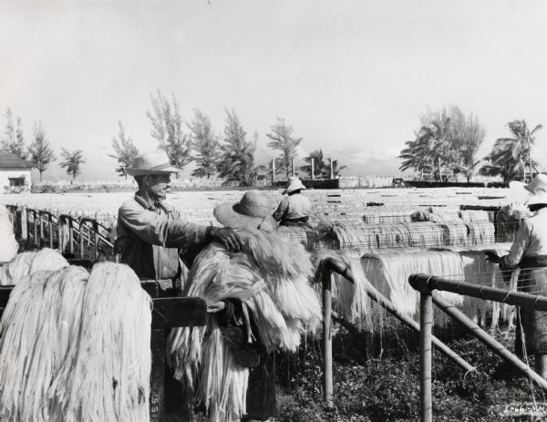 Workers drying fiber at an International Harvester sisal plantation in Cuba. Original caption reads: "Distributing fiber to dry from the trucks."