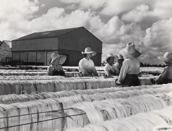 Female workers wearing straw hats spread fiber out to dry at an International Harvester sisal plantation in Cuba. Original caption reads: "Native women are shown here spreading the Sisal fiber to dry on the wire racks. In a few hours the fiber will be dry and bleached to a golden yellow. The baling building can be seen in the background."