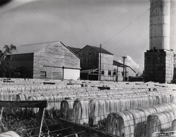 Racks of fiber drying at an Internatioal Harvester sisal plantation in Cuba. Original caption reads: "In the foreground can be seen the fiber drying racks loaded with fiber to dry. In the background can be seen the decorticating buildings."