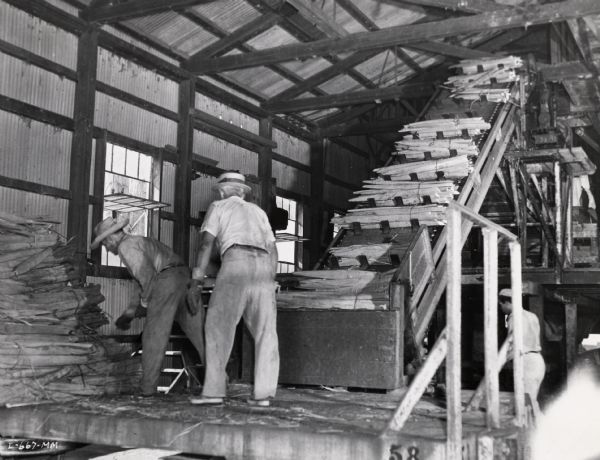 Factory workers unload leaves onto a decorticator elevator, possibly at International Harvester's sisal plantation in Cuba. Original caption reads: "Unloading leaves on the decorticator elevator. This is the first machine operation in the processing of twine."