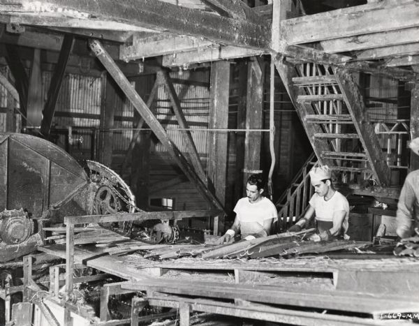 Factory workeres help feed sisal leaves into a decorticating machine, possibly at International Harvester's sisal plantation in Cuba.