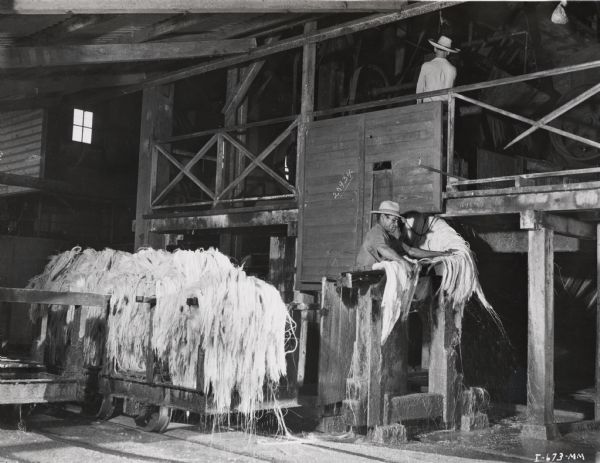 Factory worker hangs sisal fiber over a railing, possibly at an International Harvester plantation in Cuba. Original caption reads: "The fiber as it comes from the decorticator is fed onto a rail and carried down to the ground level where it is loaded on small narrow gauge cars and taken to the drying racks."