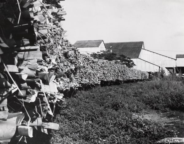 A shipment of sisal leaves at an International Harvester sisal plantation in Cuba. Caption on photograph reads: "A train load of sisal leaves coming into the decorticating plant for processing."