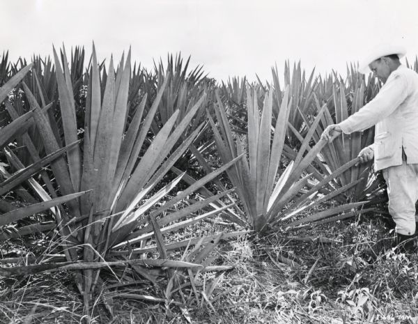 Man inspects sisal plants on an International Harvester plantation in Cuba.