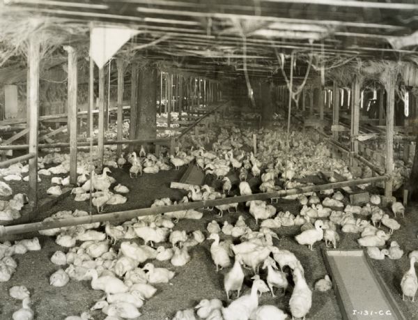 Interior view of ducks in the feeding area at the Chain O'Lakes duck farm.