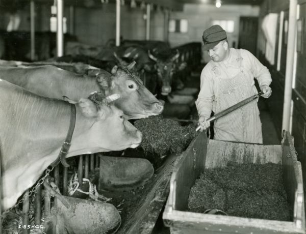 L.M. Meyer filling a trough with food for cows inside a barn at Rock Creek Farm. The original caption reads: "L.M. Meyer, farm manager, feeding green alfalfa ensilage to cows."