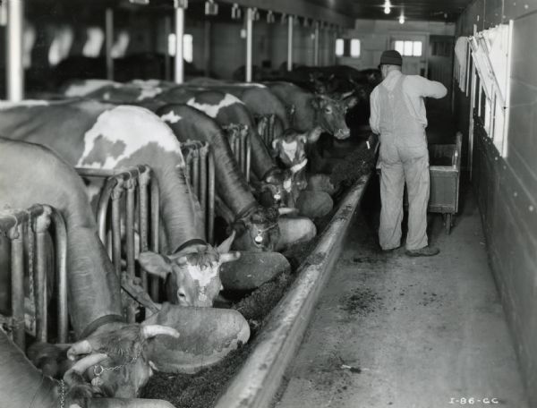 L.M. Meyer feeding cows inside a barn at Rock Creek Farm. The original caption reads: "L.M. Meyer, farm manager, feeding green alfalfa ensilage to cows."