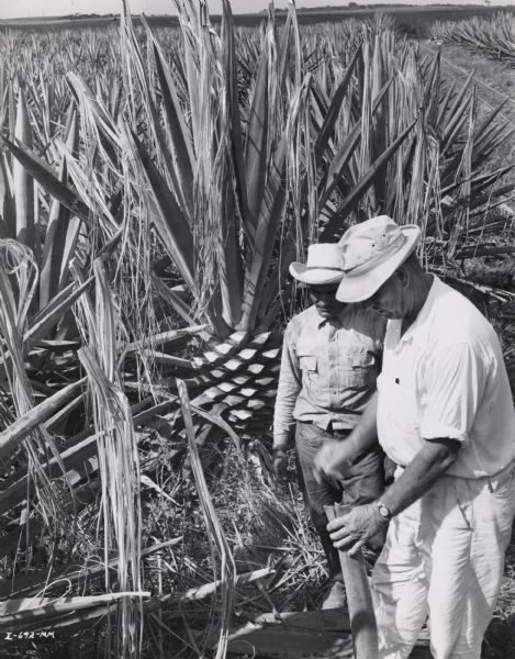 Two men stand in a field of sisal plants on an International Harvester plantation in Cuba. Original caption reads: "Splitting the leaf to make ties for the bundles."