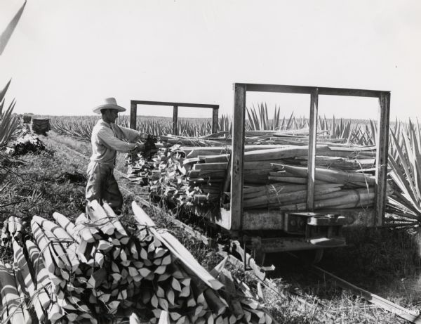 Worker loads sisal leaves onto a small train car at an International Harvester plantation in Cuba. Original caption reads: "Loading leaves on the train car out in the field."