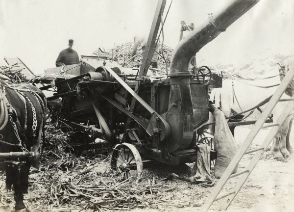 Men loading corn stalks from a horse-drawn wagon into a husker-shredder. A ladder is in the right foreground and corn husks cover the ground.