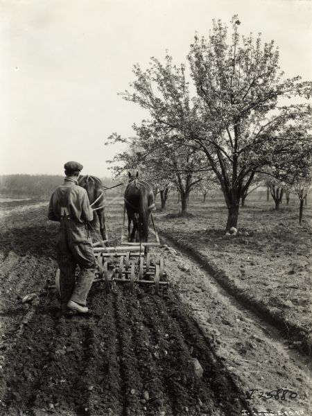 A farmer walks behind a horse-drawn spring-tooth harrow in a field. An orchard is on the right.