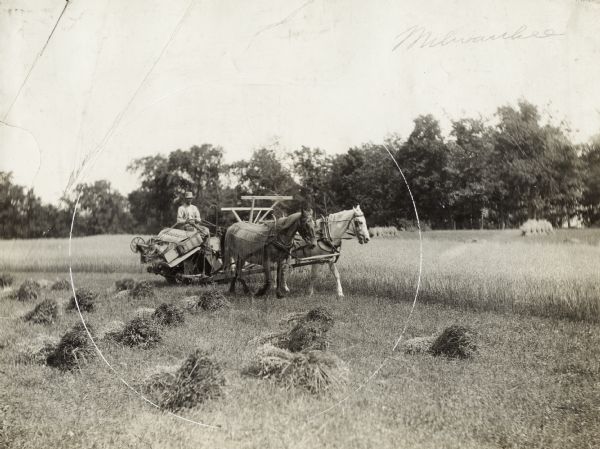 A farmer operating a horse-drawn Milwaukee grain binder in a field.
