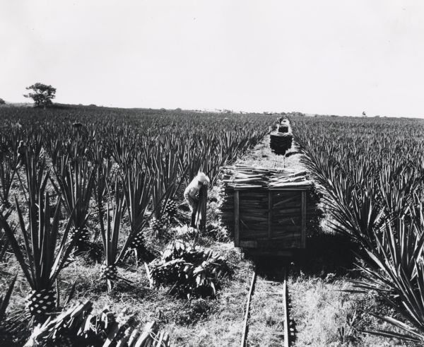 A worker loads bundled leaves on to a rail or tram car in the middle of a field on an International Harvester sisal plantation in Cuba. Caption on photograph reads: "Loading narrow gauge cars with tied bundles of leaves. Notice that the cars are stopped along the tracks so that they are convenient to each of the cutters in the field."
