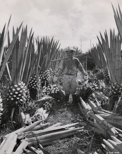 A man carries two bundles of leaves on an International Harvester sisal plantation in Cuba.  Original caption reads: "Bundled leaves being carried out to the tracks. Notice the large plant which had gone to seed in the background."