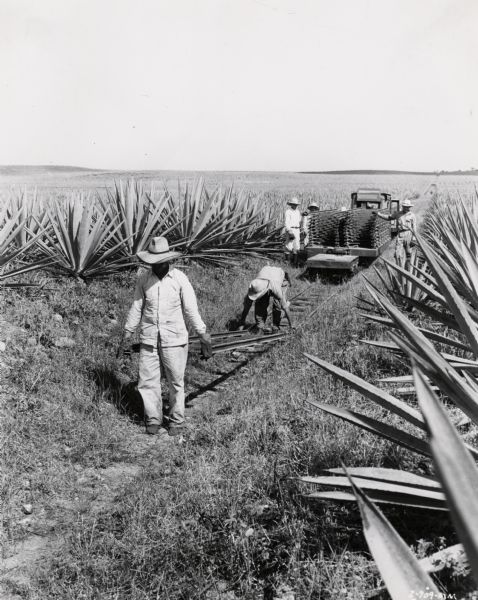Slightly elevated view of workers laying railroad tracks in a field of sisal on an International Harvester plantation in Cuba.