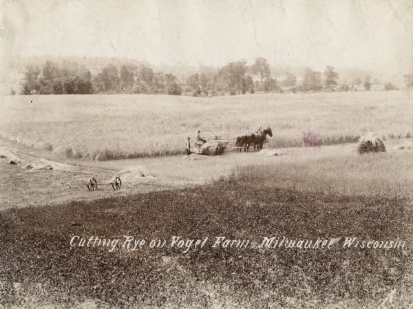 Two men harvesting rye in a field with a horse-drawn grain binder. The men are working on the Vogel farm.