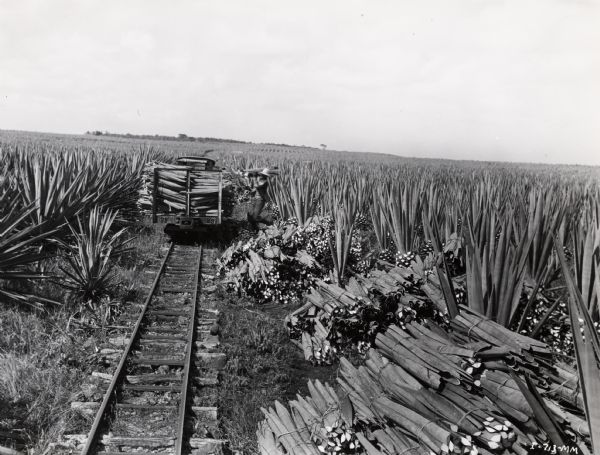 Worker loading bundles of sisal leaves onto a rail or tram car on an International Harvester plantation in Cuba. Original caption reads: "Leaves stacked at the track are now being loaded on the train cars for transporting to the decorticating plant."